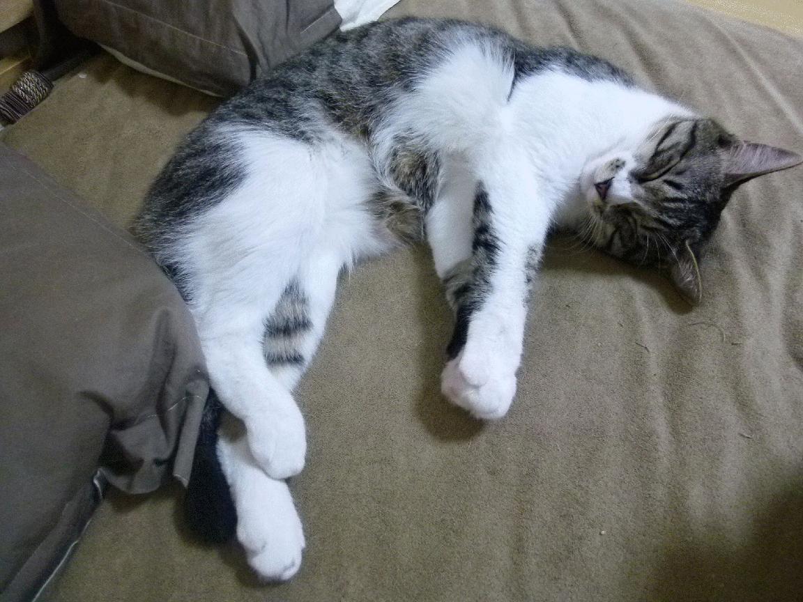 巴黎之弈，当袋鼠军团踏碎高卢棋局，亚洲王子执棋接管世界排名之战