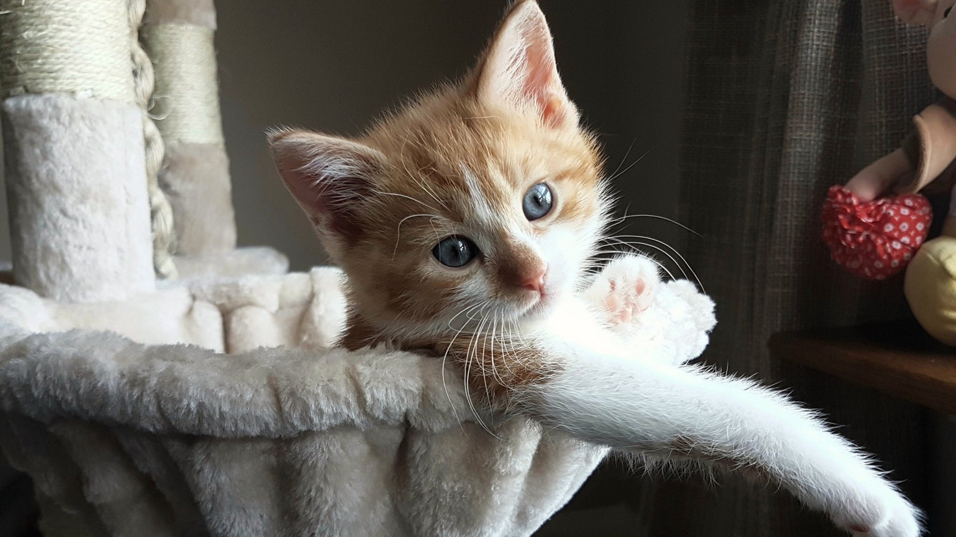 开云体育官网-欧冠闪电战，巴雷拉交响曲指挥皇马速胜里昂