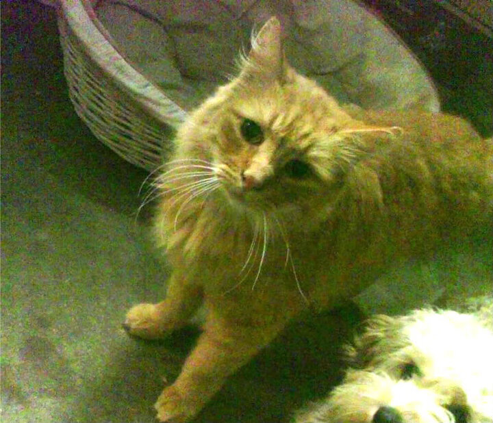 刀刃向内，利刃向外，新疆队合力收割开拓者，利拉德全程高能难救主