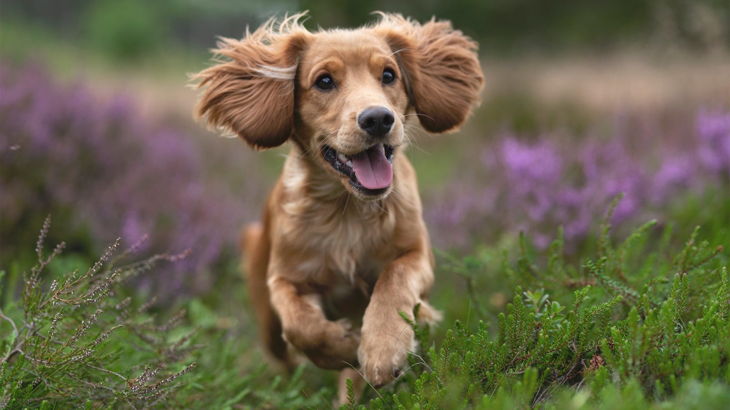 开云sport-皮克封神夜！葡萄牙正面击溃芬兰，巴萨旧将统治攻防两端