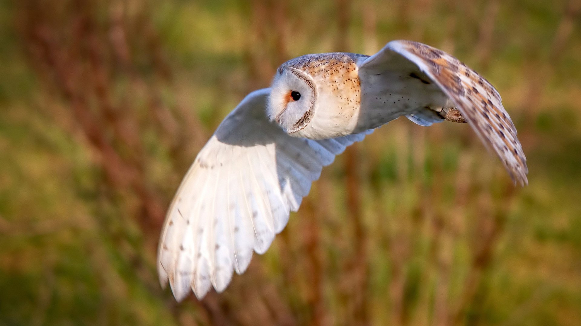 迈阿密新王登基，乔治50+三双弑旧主，热火灼伤湖人