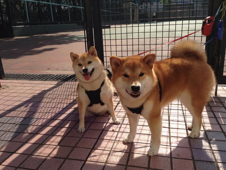 冰封战场与燃烧之心，当链式防守遇见孤胆英雄