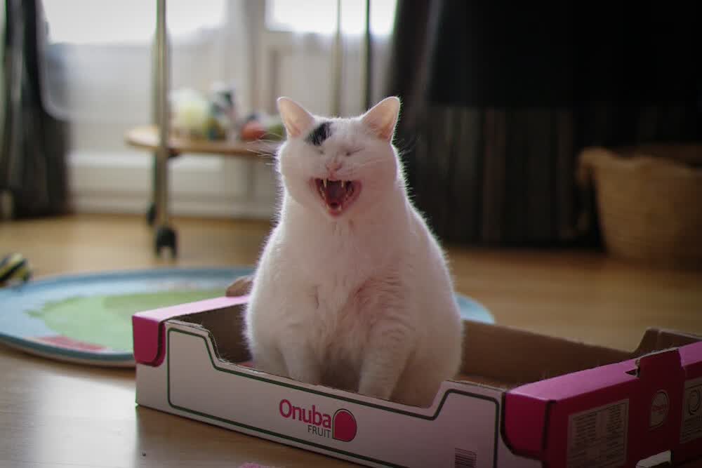 两种输出形态，卢卡库的冰川纪与巴拉圭的火山喷发