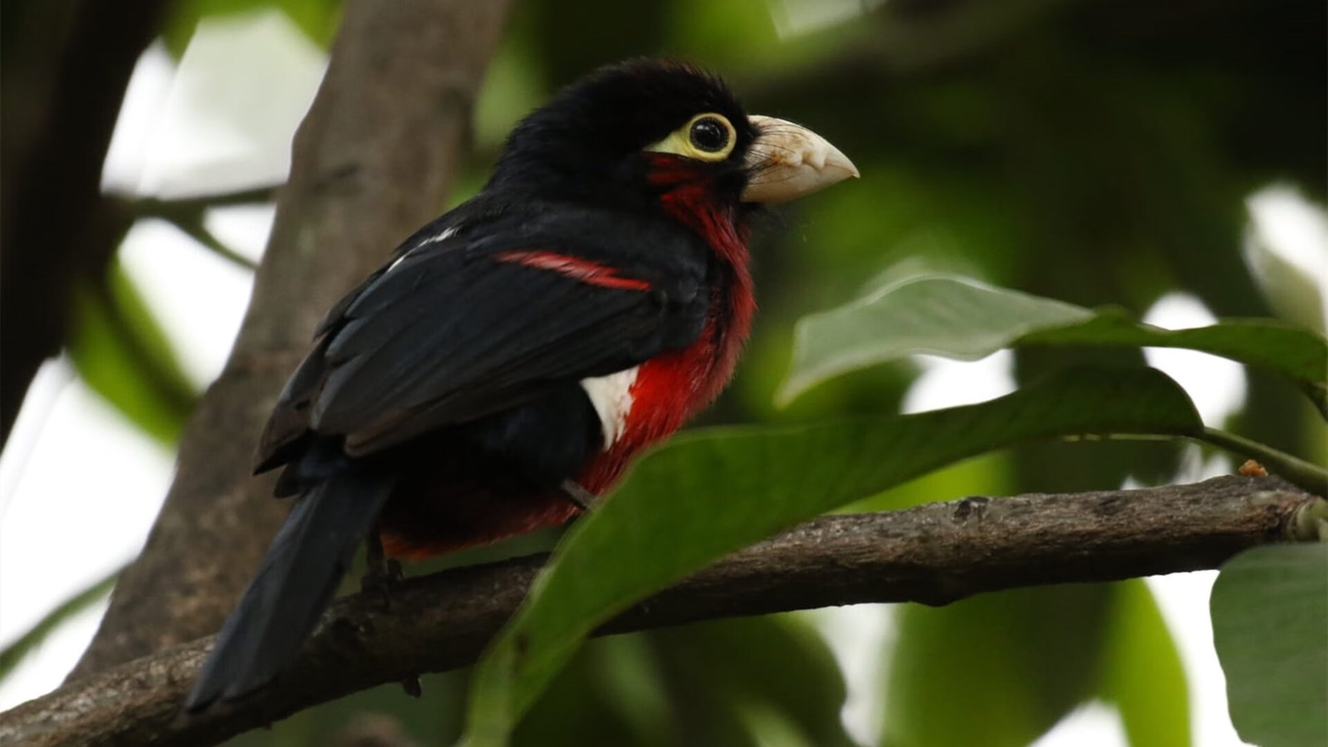 开云体育中国-唯一与丰饶，当爵士乐穿透密尔沃基的夜，谁在伯纳乌写下千年对抗的新注脚？