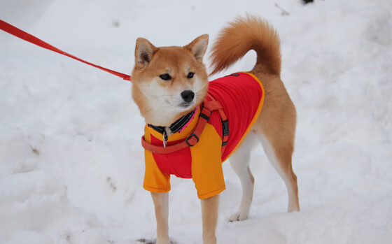开云体育APP下载-体育场的镜像，当辽宁横扫快船，拉文在西甲德比接管比赛