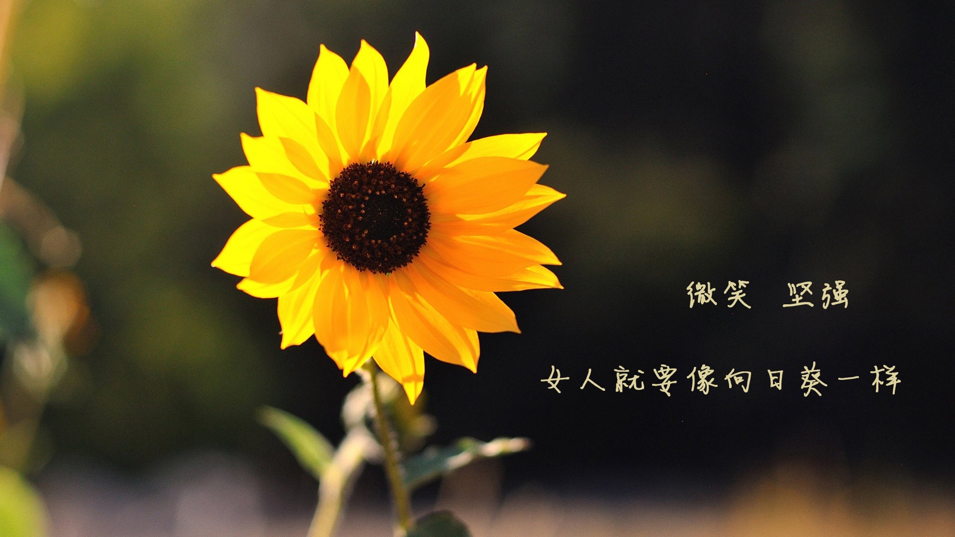 开云体育APP下载-以下是为您构思的标题和文章