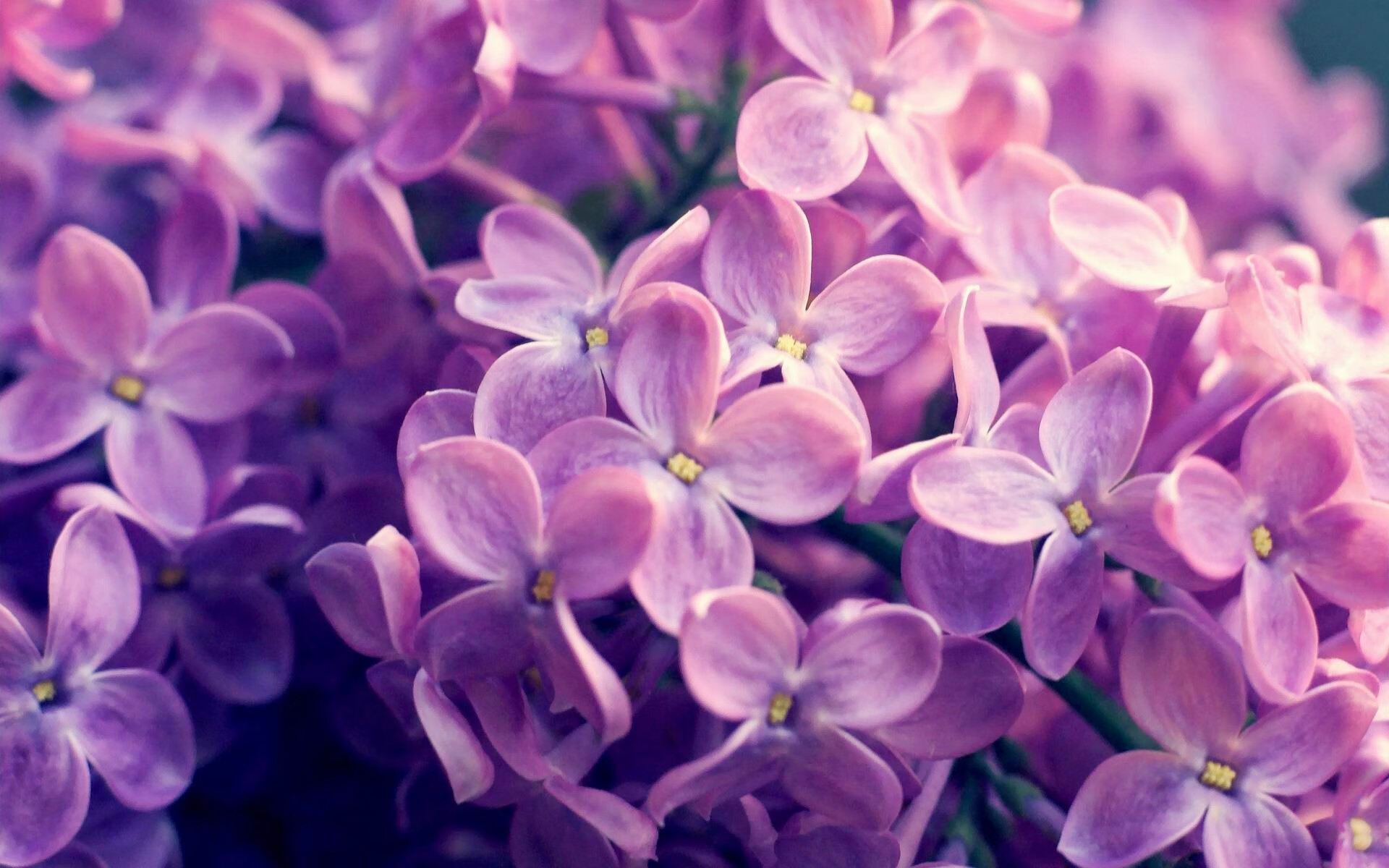 开云体育平台APP-多哈惊雷，尼日利亚钢锋撕裂绿军，佩德里穿针引线，门神高接低挡，2026世界杯上演完美复仇